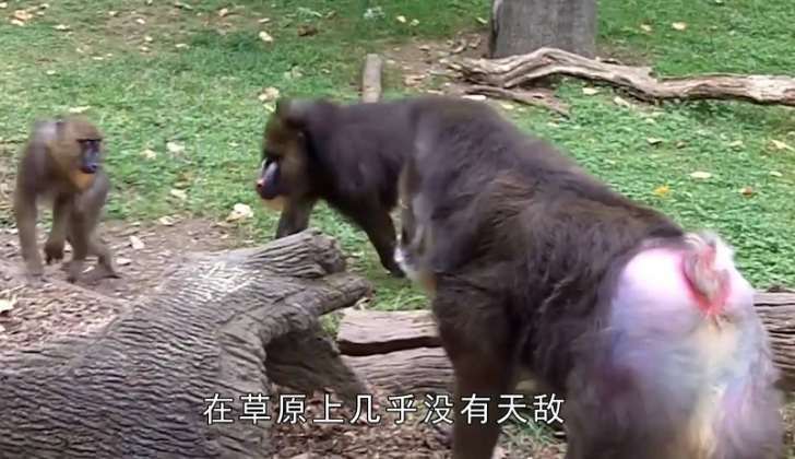 宁遇豺狼不遇山魈,被称作是鬼狒狒的它太可怕,一旦遇到只能认命!