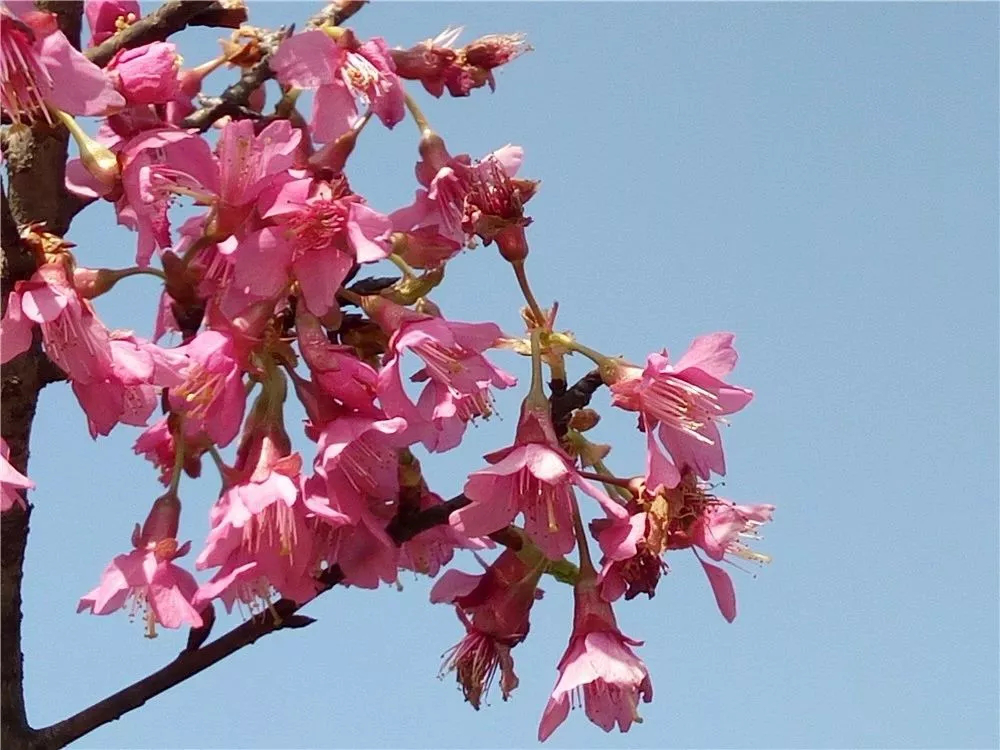 中国红樱花 最美樱花 樱花基地 樱花品种