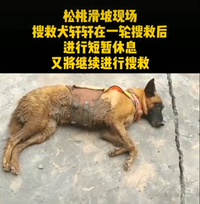 那只被打疫苗吓得走不动的搜救犬，到了搜救前线后……