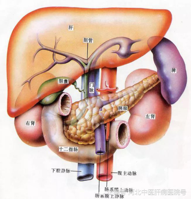 胆结石,但一说胆囊和肝脏有关系,往往表示不解,它俩位置紧贴在一起,有