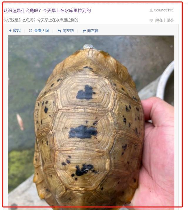 广东男子水库钓获"黄壳龟",外形罕见,一级保护动物?