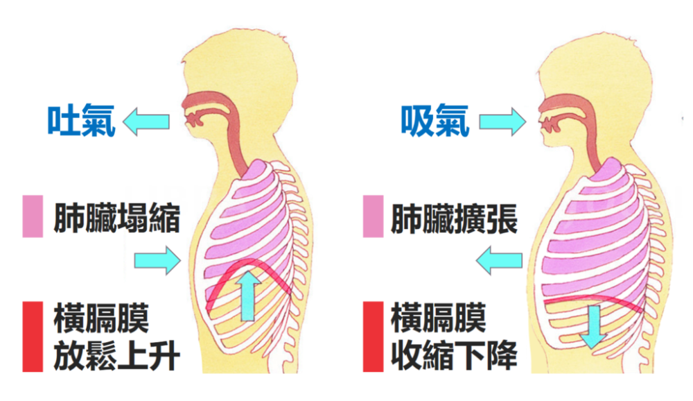 横膈膜解剖:是膜还是肉?