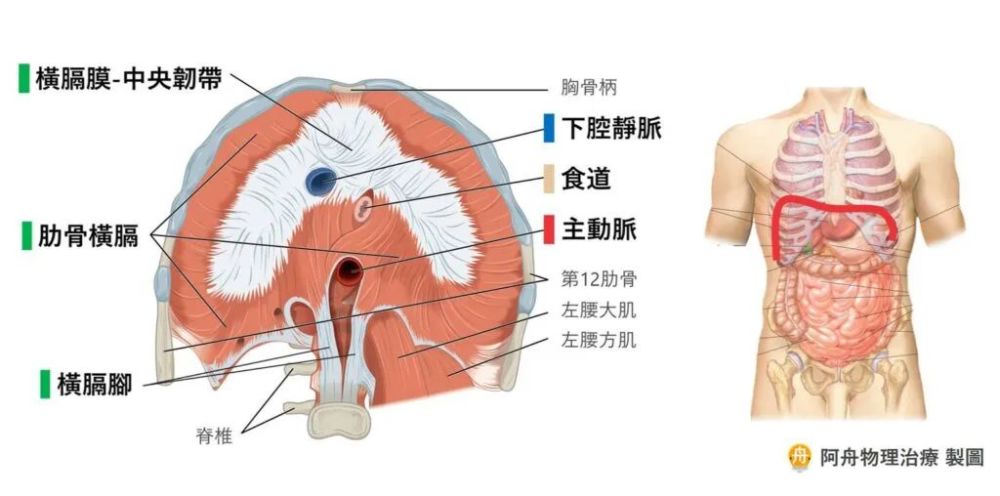 横膈膜解剖:是膜还是肉?