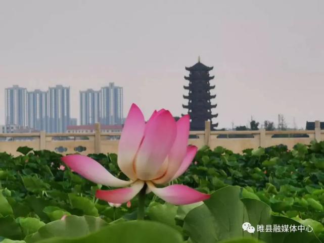 睢县北湖景区:盛夏荷花惹人爱