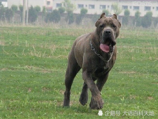 坎高犬卡斯罗犬是全世界公认的服从性最好的烈性犬