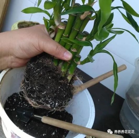 可以根据罗汉松的造型来决定