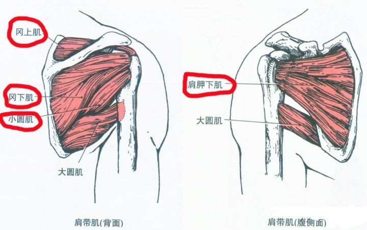 肩关节背后的保护盾肩袖肌群加强它远离运动伤病