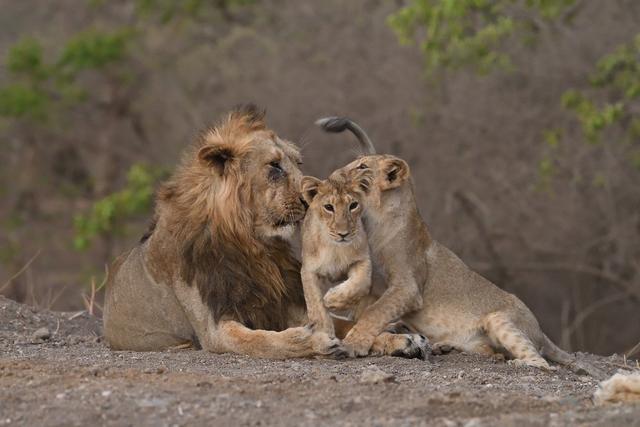 目前来说印度亚洲狮的数量已接近700只了,几乎达到了吉尔森林国家公园