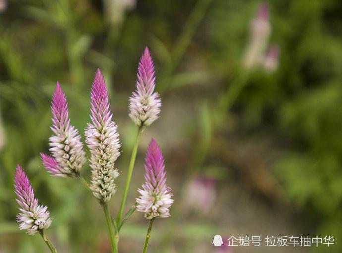 如何防除抗性杂草～鸡冠草