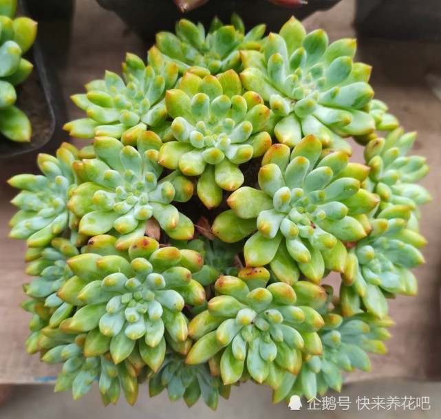 多肉蓝苹果:请你给我多一点点时间,再多一点点温柔