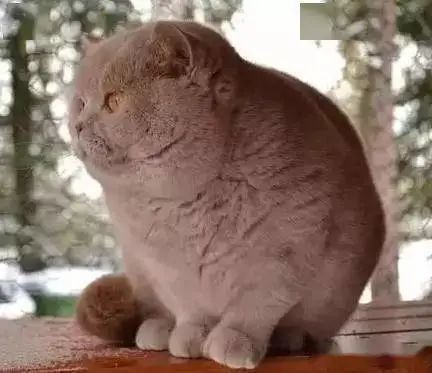 奶奶养大的超级萌黄金猪猫已经胖到分不清头和身体了