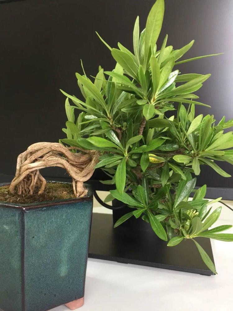 吊兰就用小盆养,根系拽一拽,立马变老桩!