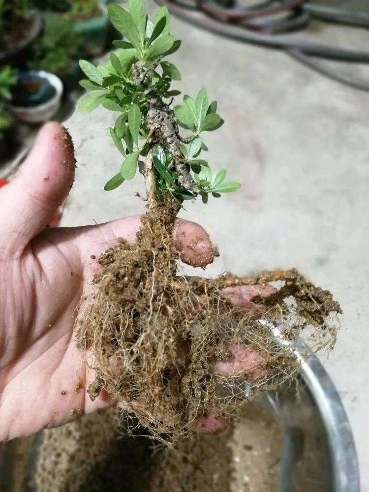 吊兰就用小盆养,根系拽一拽,立马变老桩!