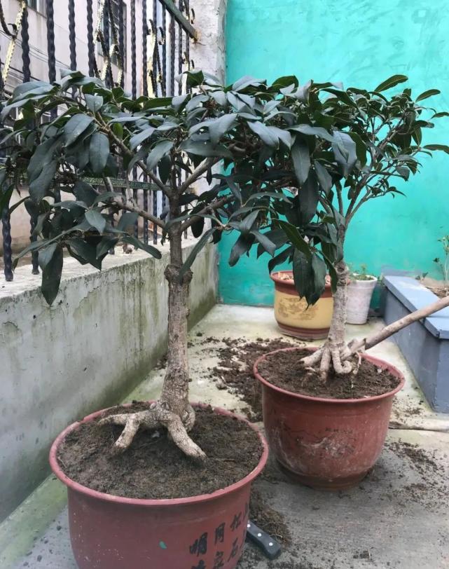 吊兰就用小盆养,根系拽一拽,立马变老桩!