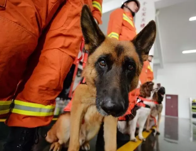 神犬奇兵搜救英雄消防搜救犬的自我修养