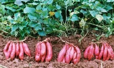 其实,红薯翻藤本身对红薯生长发育产生副作用.