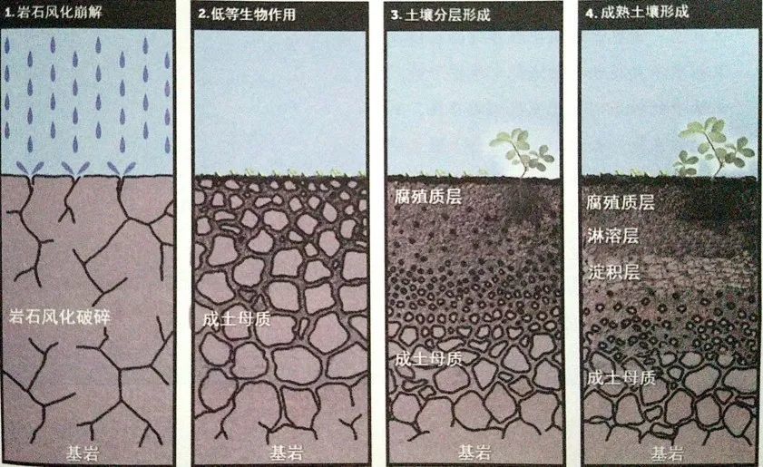 土壤矿物质是岩石经过风化作用形成的不同大小的矿物颗粒(砂粒,土粒