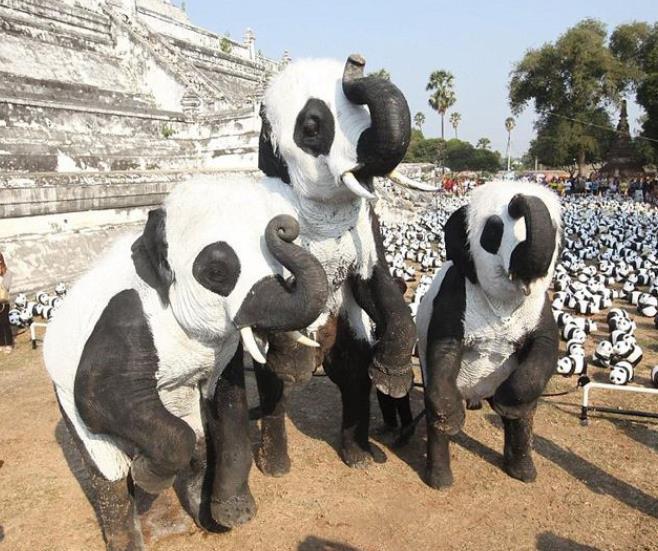 我国珍贵的国宝大熊猫印度始终租借不到需要满足哪些条件