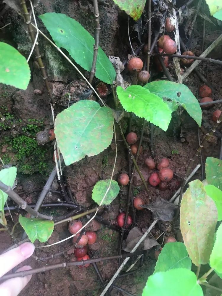 也很难再找到曾经一起挖野地瓜的小伙伴了