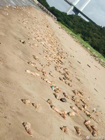 东莞海滩出现大量猪蹄，突然觉得猪蹄饭不香了，目测有过万只