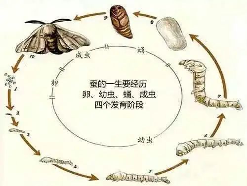 蚕的生命蜕变,在自然生物中最具有独特性和典型性.