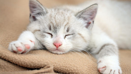 猫咪知识科普:猫咪的6种常见睡觉姿势,每一个都能让人
