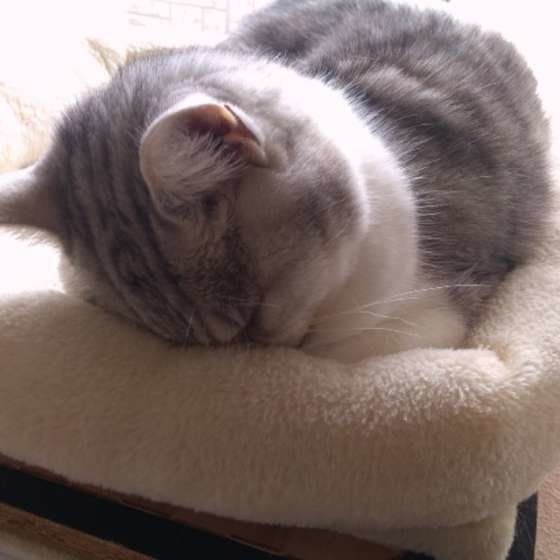 03,蜷缩成一个圈睡觉