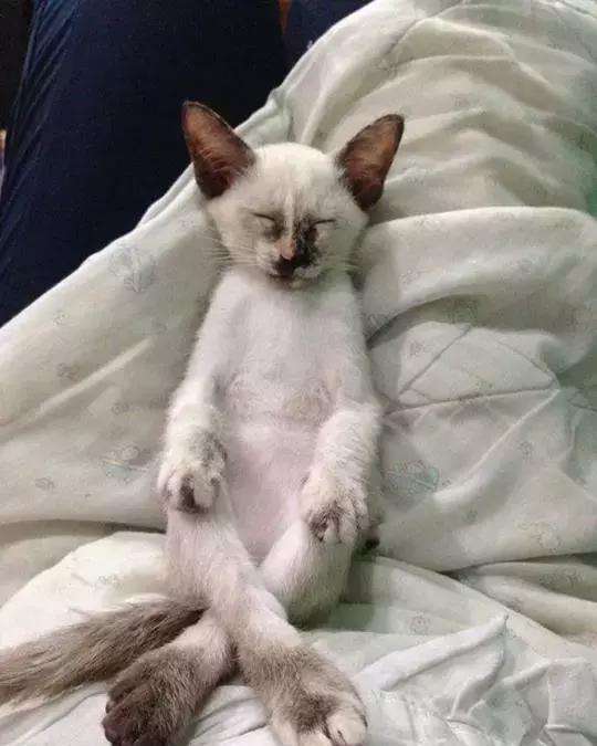 猫咪知识科普猫咪的6种常见睡觉姿势每一个都能让人得到治愈