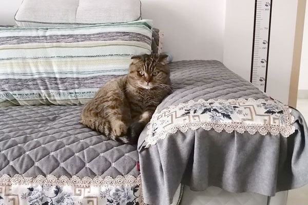 乘风破浪的流浪猫“为了即将出世的孩子，我找了家月子中心”