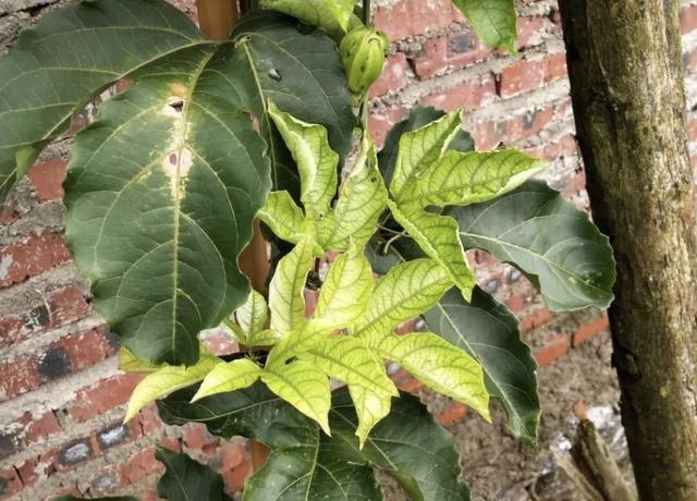 百香果补硼的关键是花前及花蕾期,常与细胞分裂素配合使用,为增强保