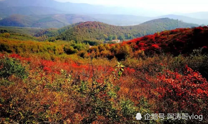 确山县人口 面积_确山县瓦岗镇张莉