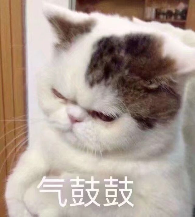 表情包:超级可爱的猫咪表情包