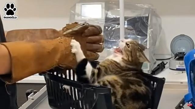 超狂暴猫咪，抓住壮汉医生的手一直咬！看完觉得我家猫是天使