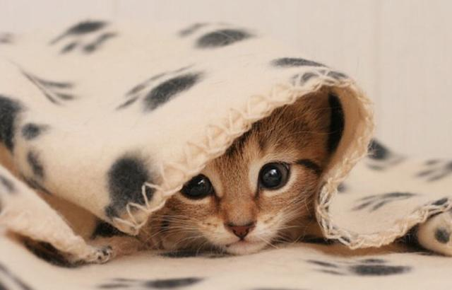 你的家里猫味大吗？别找猫咪麻烦，铲屎官行动起来就够了