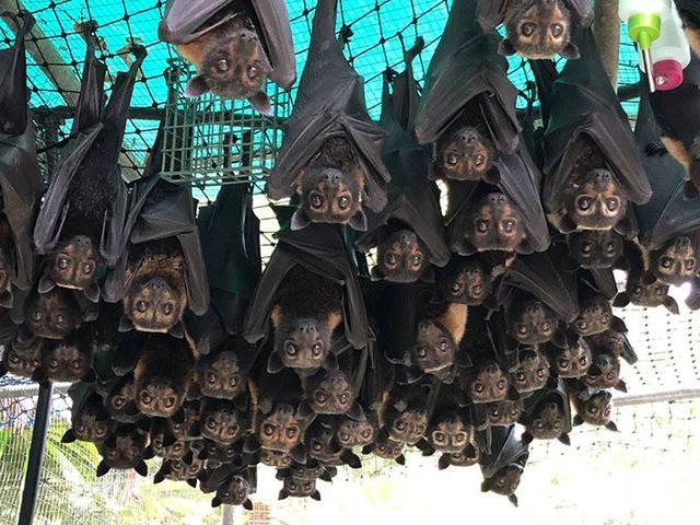 有些人在开玩笑的表示,担心他们会食人,但实际上这些巨型蝙蝠是食草