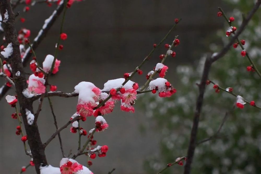 一剪寒梅,傲立雪中