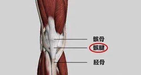 骨病早知道—骨科专家浅谈髌腱断裂修复术_腾讯新闻