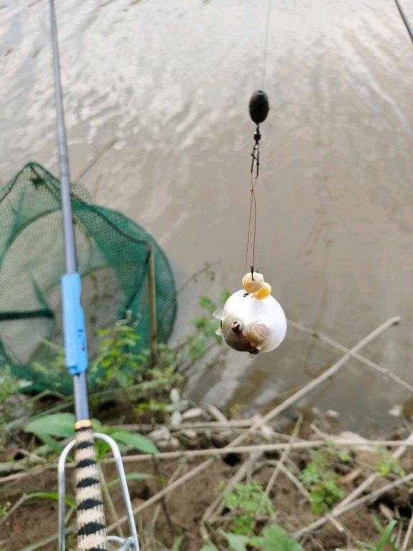 为躲避洪水,成群剧毒河豚鱼游入梧州河道,钓鱼人钓起