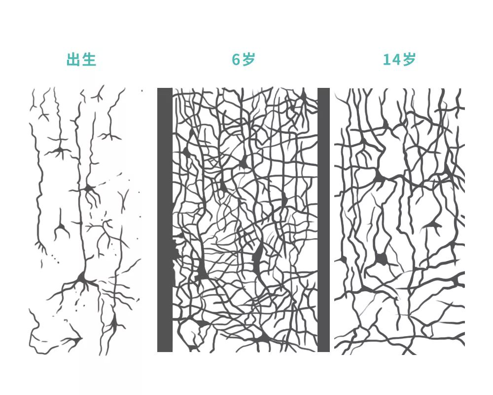 一方面,大脑突触发展情况