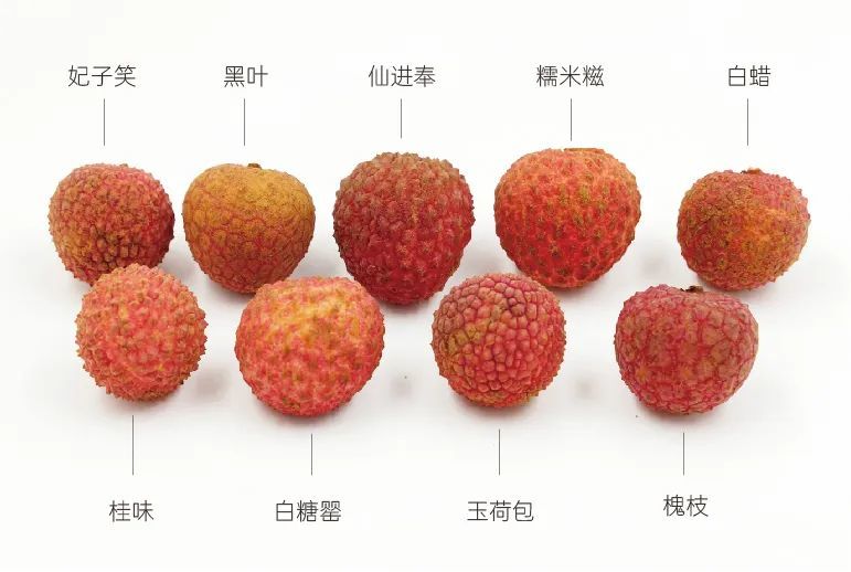 9品种荔枝测评：桂味、糯米糍、仙进奉、白糖罂，谁才是荔枝界的最强王者？