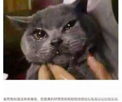 猫咪流泪了是情绪太难过了吗