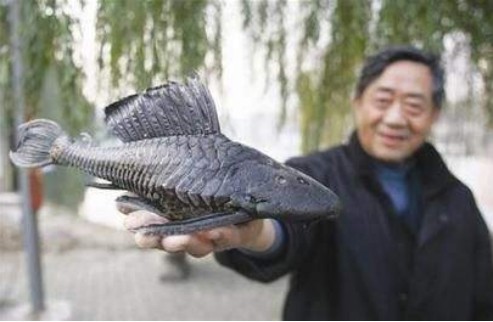 南美“毁灭性”鱼类入侵中国，竟在下水道存活，网友说：不敢吃！