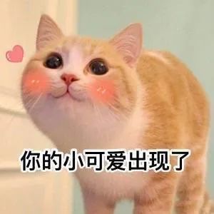 一组超可爱猫咪表情包