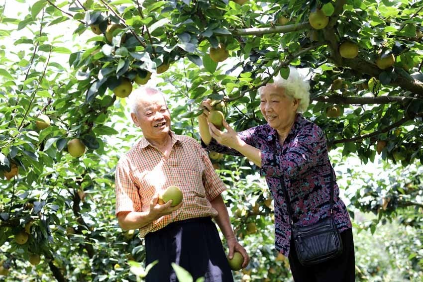 江西东乡:生态林果飘香 摘蜜梨乐游人