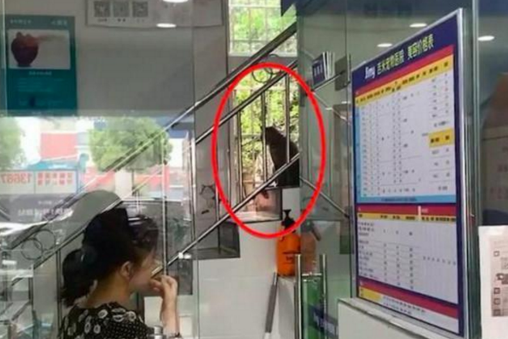 流浪猫闯入宠物医院吹空调，结果却被拉去绝育，猫咪：崩溃啊