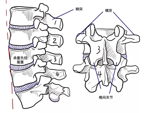 老铁，腰不行？常见腰疼鉴别处理方法！
