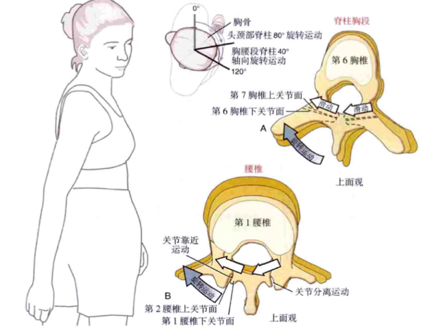老铁，腰不行？常见腰疼鉴别处理方法！