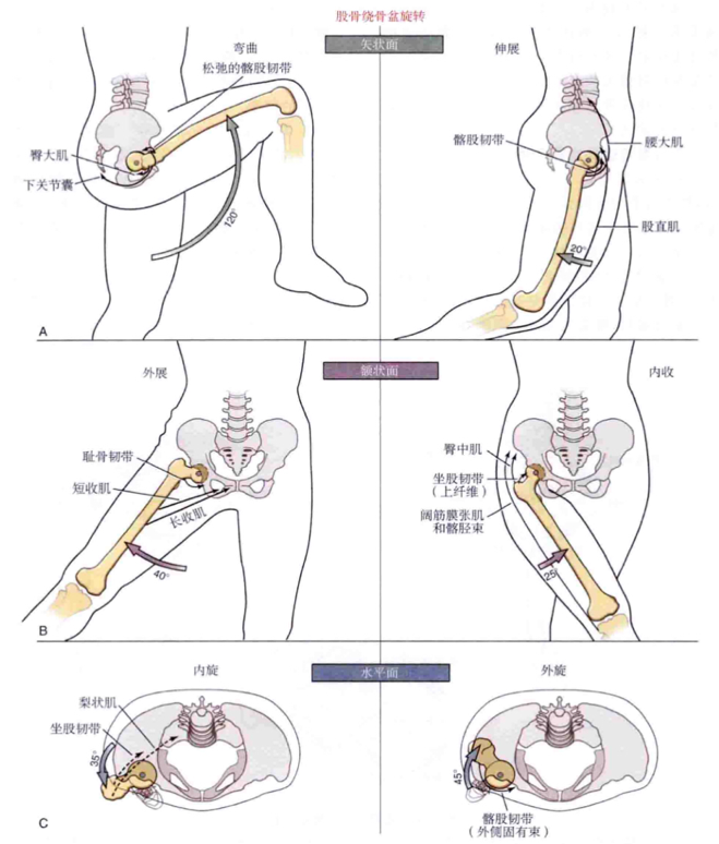 老铁，腰不行？常见腰疼鉴别处理方法！