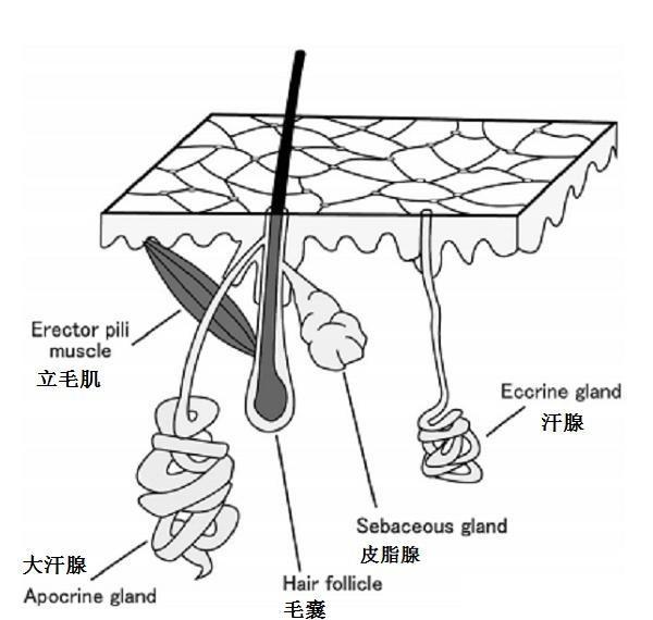 人类的汗腺和出汗