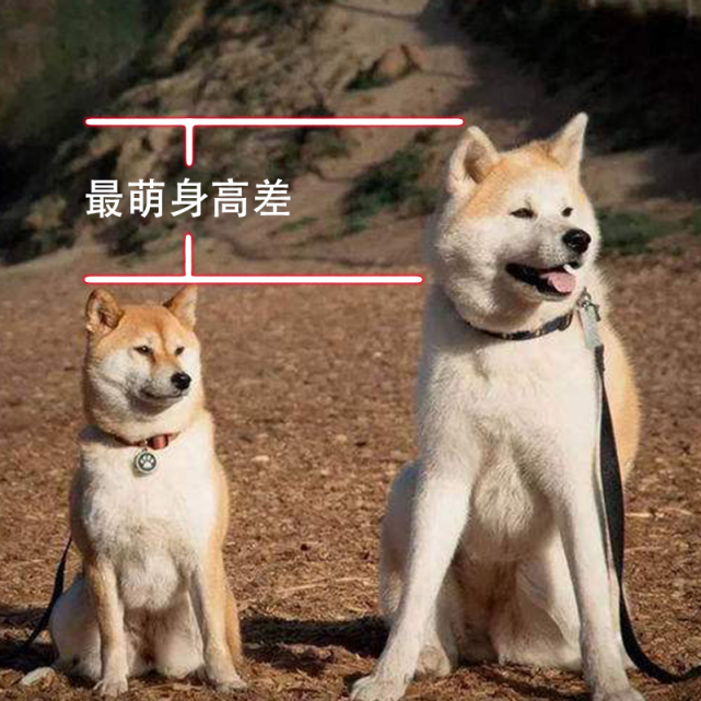 然而柴犬属于中小号的汪星人,成年柴犬身高大约在40cm左右,大约为秋田